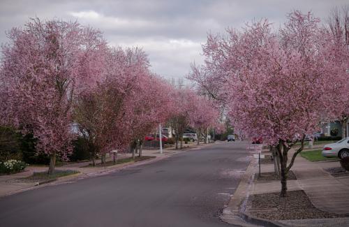 Trees