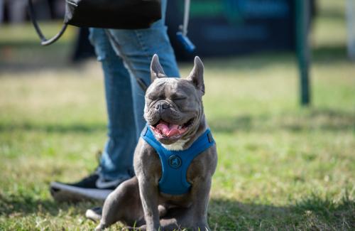 Dog on Leash