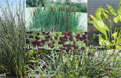 TWG Plants
