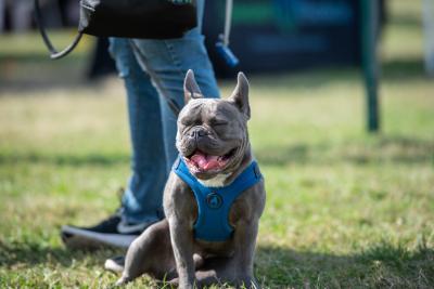 Dog on Leash